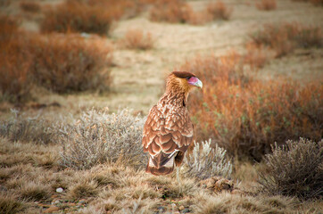 falcon