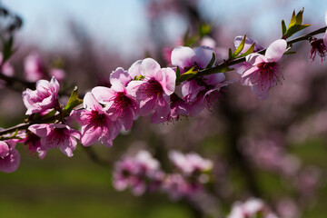 Naklejka premium Closeup of spring peach flowers on branch. High quality photo