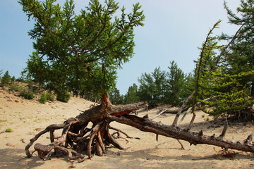 coniferous tree with a green crown and open roots close-up on a sandy beach and against the...