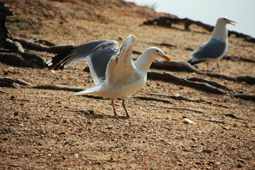 a seagull spreads its wings against the background of coarse brown sand and blurred tree roots