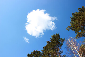 a bright blue sky with a round white cloud in the center and green pine crowns and white birch...