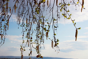 brown birch branches with green leaves and yellow-brown catkins (buds) against a blue sky with white clouds