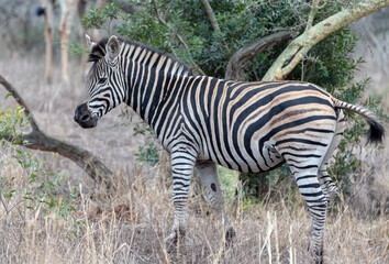 Obraz premium Young Zebra stallion [equus quagga] near a tree with a giraffe in the background in Africa