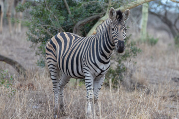 Fototapeta na wymiar Young Zebra stallion [equus quagga] near a tree in Africa