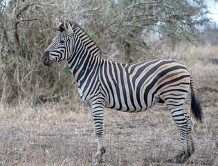 Fototapeta na wymiar Male Zebra stallion [equus quagga] in South Africa RSA