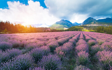 Naklejka na ściany i meble Violet lavender field in Provence. Lavanda officinalis