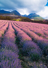 Fototapeta na wymiar Violet lavender field in Provence. Lavanda officinalis