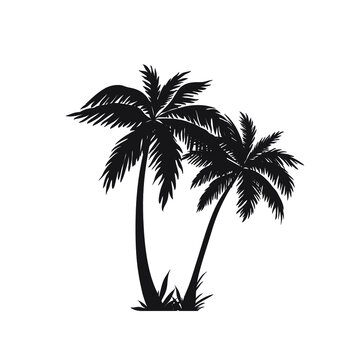 coconut tree illustration