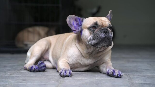 Dog with symptoms of skin disease applied with Gentian Violet to ears and toe of the dog..
