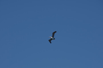 A brown pelican flying high in the California blue sky