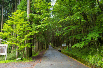 愛鷹山黒岳の初夏の登山道の風景 View of the trail in early summer at Mount Ashitaka Kurodake