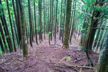 愛鷹山黒岳の初夏の登山道の風景 View of the trail in early summer at Mount Ashitaka Kurodake