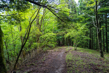 Fototapeta premium 愛鷹山黒岳の初夏の登山道の風景 View of the trail in early summer at Mount Ashitaka Kurodake