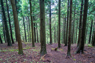 Naklejka premium 愛鷹山黒岳の初夏の登山道の風景 View of the trail in early summer at Mount Ashitaka Kurodake