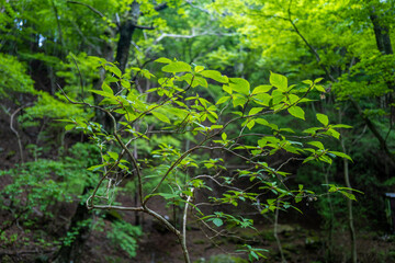 Fototapeta premium 愛鷹山黒岳の初夏の登山道の風景 View of the trail in early summer at Mount Ashitaka Kurodake
