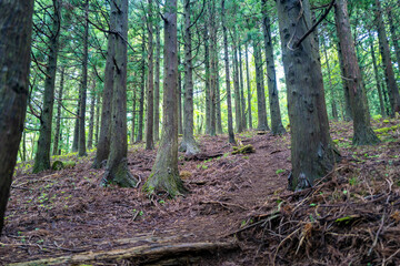 Fototapeta premium 愛鷹山黒岳の初夏の登山道の風景 View of the trail in early summer at Mount Ashitaka Kurodake