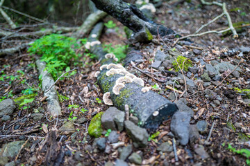 愛鷹山黒岳の初夏の登山道の風景 View of the trail in early summer at Mount Ashitaka Kurodake