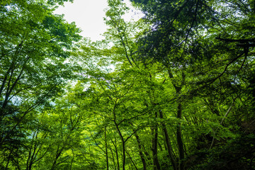 愛鷹山黒岳の初夏の登山道の風景 View of the trail in early summer at Mount Ashitaka Kurodake