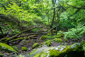 Fototapeta na wymiar 愛鷹山黒岳の初夏の登山道の風景 View of the trail in early summer at Mount Ashitaka Kurodake