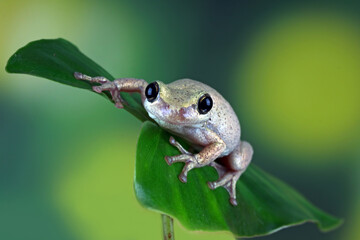 australian little frog litoria rubella