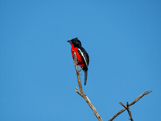 Crimson-breasted Shrike