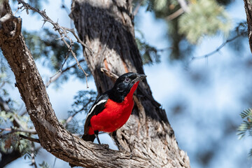Crimson-breasted Shrike