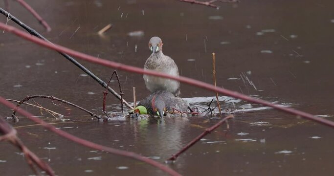 Little Grebe Mating on a nesting platform looking side by side unique behavior as rain falls