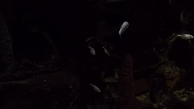 Fish without eyes evolved in caves.  Darkness does not bother them.