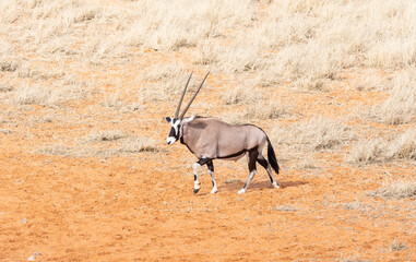 Gemsbok Antelope