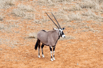 Gemsbok Antelope
