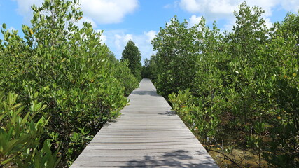 path in the mangrove forest