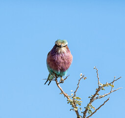 Lilac-breasted Roller