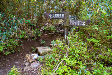 金時山の初夏の登山道の風景 A view of the trail in early summer at Mount Kintoki