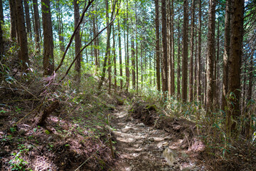 金時山の初夏の登山道の風景 A view of the trail in early summer at Mount Kintoki