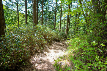 Obraz premium 金時山の初夏の登山道の風景 A view of the trail in early summer at Mount Kintoki