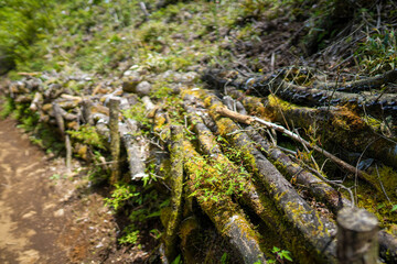 金時山の初夏の登山道の風景 A view of the trail in early summer at Mount Kintoki