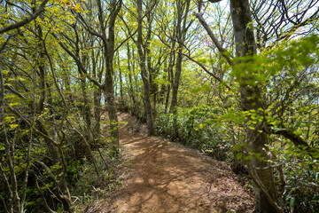 金時山の初夏の登山道の風景 A view of the trail in early summer at Mount Kintoki
