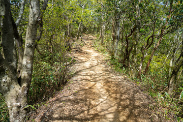 金時山の初夏の登山道の風景 A view of the trail in early summer at Mount Kintoki