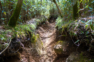 金時山の初夏の登山道の風景 A view of the trail in early summer at Mount Kintoki