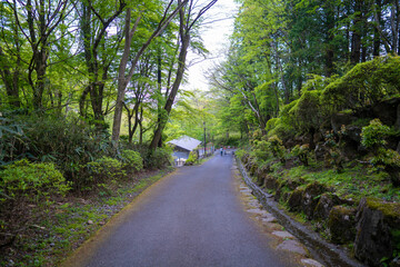 Fototapeta na wymiar 金時山の初夏の登山道の風景 A view of the trail in early summer at Mount Kintoki