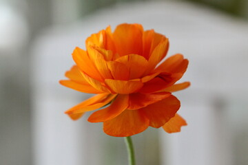 아름다운 잎을 가지고 있는 라넌큘러스 꽃사진