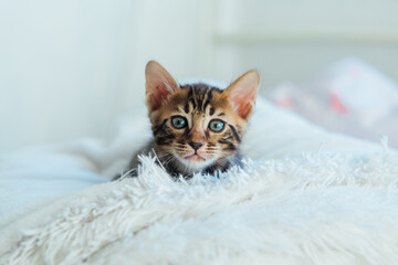 Cute dark grey charcoal bengal kitten on a furry white blanket.