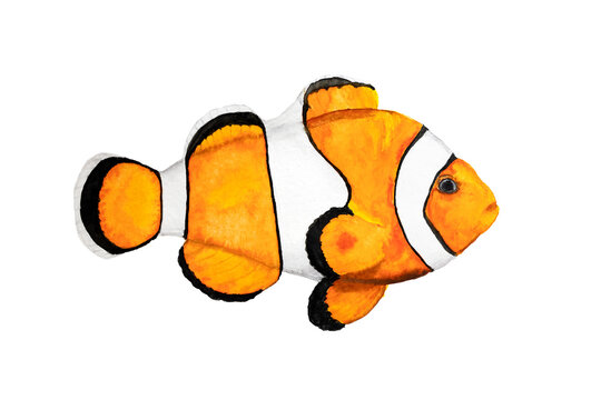 Amphiprion, clown fish or Nemo yellow watercolor drawing on white background.