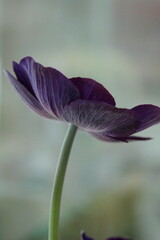 보라색 아네모네 꽃사진