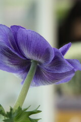 보라색 아네모네 꽃사진