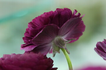 아름다운 잎을 가지고 있는 라넌큘러스 꽃사진