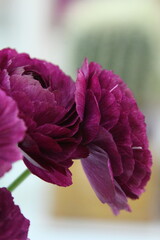 아름다운 잎을 가지고 있는 라넌큘러스 꽃사진