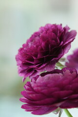 아름다운 잎을 가지고 있는 라넌큘러스 꽃사진