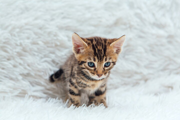 Little bengal kitten on the white fury blanket