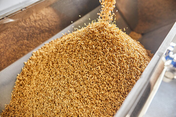 Abundance of fresh golden grains on the factory